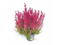 Wrzosiec (Erica Gracilis) don. 12 cm