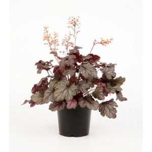 t.b.t. w doniczce: Ciemnoczerwona żurawka z delikatnymi kwiatami, atrakcyjna roślina doniczkowa.