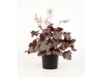 Byliny wys. 40cm don. 19cm