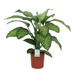 Difenbachia (Dieffenbachia) Tropic Jewel - don. 24 cm
