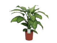 Difenbachia (Dieffenbachia) Tropic Jewel - don. 24 cm