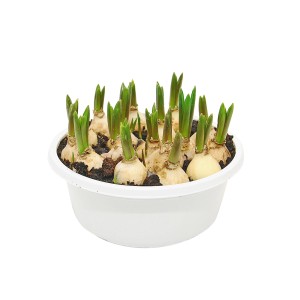 Rośliny kwitnące: Cebulki z zielonymi pędami w białej doniczce.