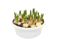 Szafirek (Muscari sp.) - don. 16 cm