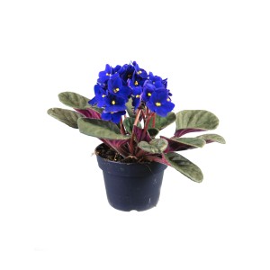 Niebieski fiołek alpejski w doniczce. Roślina doniczkowa z ciemnoniebieskimi kwiatami i zielonymi liśćmi.