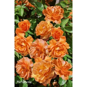 Pomarańczowa róża rabatowa t.b.t. z bujnymi kwiatami.