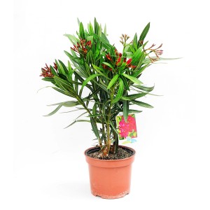 Oleander w doniczce z czerwonymi pąkami kwiatowymi, roślina doniczkowa.