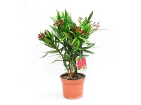Oleander krzew wys. ok. 30 cm (Nerium sp.)