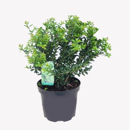 Ilex wys. 40-50 cm 2l
