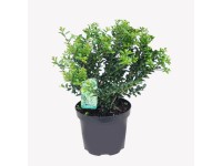 Ilex wys. 40-50 cm 2l