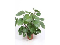 Czerniówka (Homalomena rubescens 