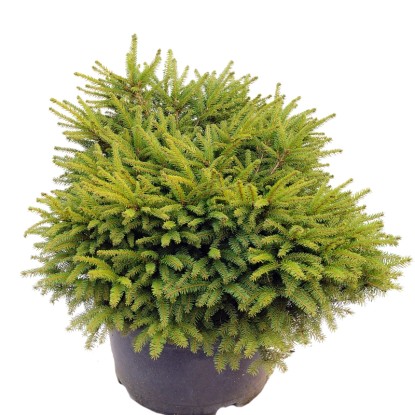 Świerk odm. Nidiformis (Picea sp.)
