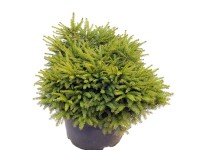 Świerk odm. Nidiformis (Picea sp.)