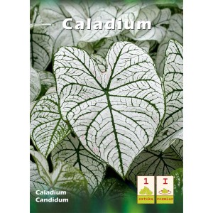 Bulwa Caladium z białymi liśćmi i zielonymi żyłkami. Ozdobne liście na rabaty i do doniczek.
