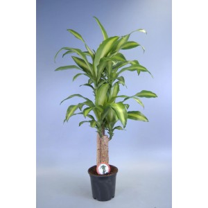 Dracena (smocze drzewo) w doniczce z zielono-żółtymi liśćmi.