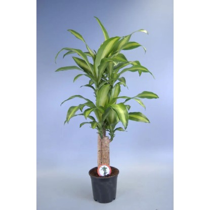 Dracena fr. Massan 2 pędy - don. 20 cm