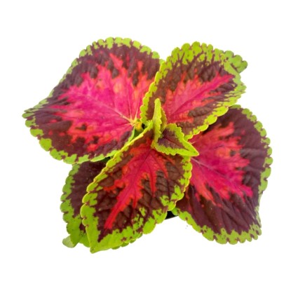 Coleus don. 10 cm