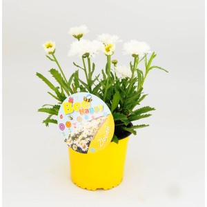 Biała miniaturowa margaretka w żółtej doniczce, dekoracyjna roślina doniczkowa.