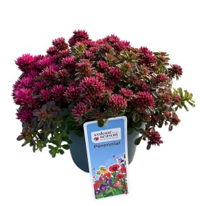 t.b.t. zielona roślina z różowymi kwiatami w doniczce.