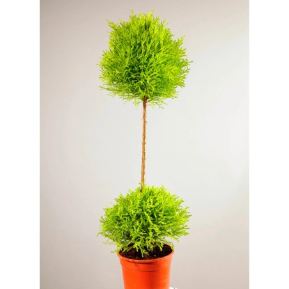Cyprysik (Cupressus) Gold Crest Wilma 2 kule - don. 14 cm