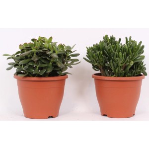 Dwa różne zielone sukulenty w doniczkach.