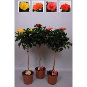 Różnokolorowe kwiaty hibiskusa (Rośliny kwitnące) jako standard w doniczce.