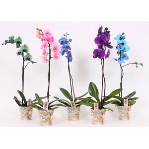 Różnokolorowe storczyki t.b.t. w doniczkach, wybór kolorów.