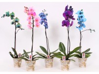 Falenopsis - Ćmówka - Storczyk (Phalaenopsis sp.) 1 pęd wys. 70cm