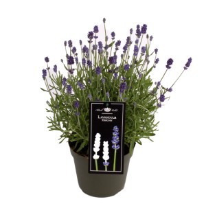 Lawenda (Lavandula angustifolia) w doniczce, średnica ok. 15 cm, z niebieskimi kwiatami.