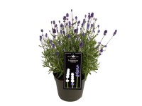 Lawenda wąskolistna (Lavandula Hidcote) - wys. 25 - 35 cm