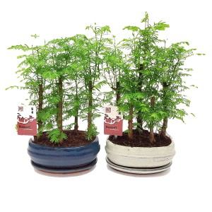 Dwa drzewka bonsai w niebieskich i białych doniczkach ceramicznych.