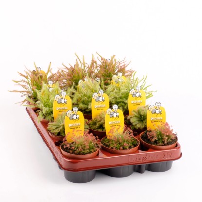 Rosiczka Drosera wys. 10-15cm