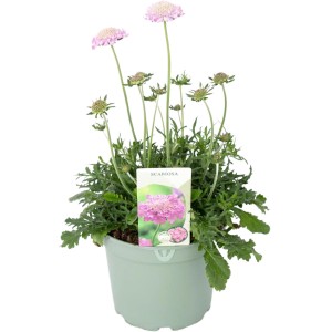 Szałwia Scabiosa maritima w doniczce z delikatnymi, jasnoróżowymi kwiatami.