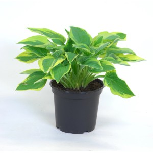 Funkia w doniczce, cieniolubna bylina o zielono-żółtych liściach.