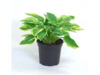 Funkia (Hosta) - don. 17 cm