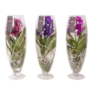 Różnokolorowe orchidee w szklanych wazonach, idealne jako dekoracja stołu.