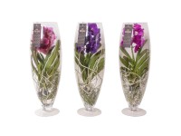 Vanda Champagne Glass mix don. 24 cm
