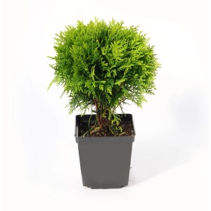 Tuja kulista w doniczce, zielona roślina cyprysowa do ogrodu i na balkon.