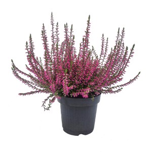 Różowy wrzos t.b.t. w doniczce. Mrozoodporna roślina do ogrodu i na balkon.