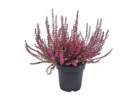 Wrzos ogrodowy (Calluna vulgaris)®® - don. 9 cm