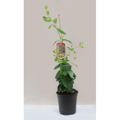 Wiciokrzew (Lonicera) wys. 45-60cm don. 2L