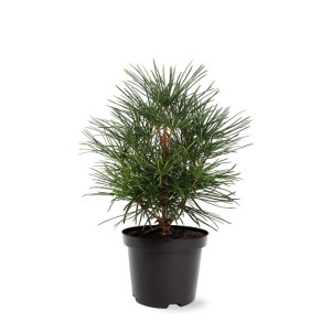 Mała sosna Sosna w czarnej doniczce.