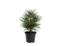 Sciadopity serticillata wys. 40-45cm don. 19cm
