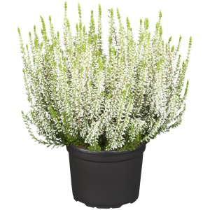 Biały wrzos pączkowy (Calluna vulgaris) w doniczce, ok. 9,5 cm Ø. Mrozoodporny wrzos na balkon i do ogrodu.