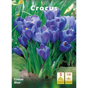 Niebieskie krokusy: Wiosenne kwiaty do ogrodu i na balkon. Delikatne kwiaty w intensywnym niebieskim.