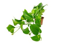 Rośliny zielone pnące mix - don. 12 cm