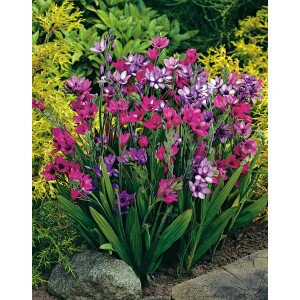 Kolorowe kwiaty: Cebulki Ixia w odcieniach fioletu i różu na rabacie.