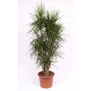 Zielona dracena w doniczce, duża roślina doniczkowa.