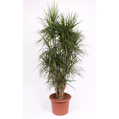 Dracaena Marginata Rozgal - wys. 185 cm, don. 45 cm