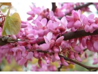 Judaszowiec południowy - wys. 125-150 cm