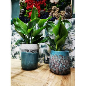 Dwie duże rośliny doniczkowe t.b.t. w ozdobnych doniczkach.